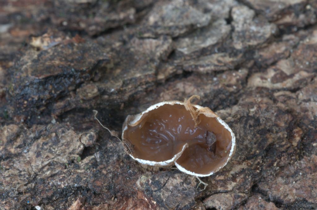 2)fotogr.il 29.04.2011.sotto Cerro